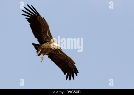 Die Rueppell (abgeschottet Rueppellii) Gänsegeier fliegen vor blauem Himmel, Masai Mara, Kenia, Afrika Stockfoto