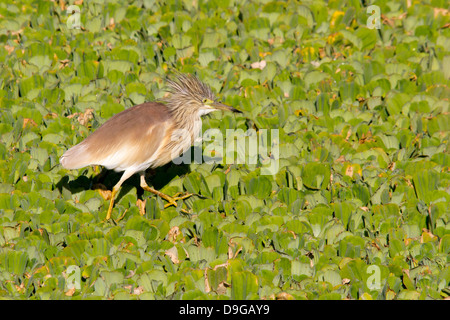 Squacco Heron - Ardeola Ralloides, Masai Mara, Kenia, Afrika Stockfoto