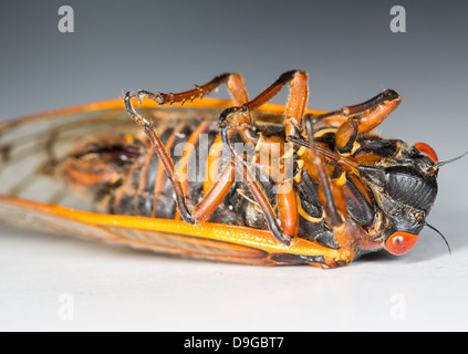 Zikade aus Brut II im Jahr 2013 in Virginia, USA. Detaillierte Makro Bild vor weißem Hintergrund Stockfoto