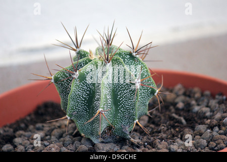 Astrophytum Ornatum, die Bischofsmütze Stockfoto