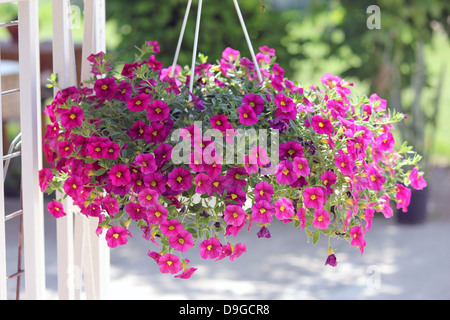 Calibrachoa, million Bells, Petunien, Solanaceae, kirschrote Farbe Stockfoto