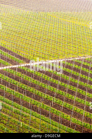 Muster der Zeilen der Traube Reben im Weinberg Deutschlands Castell im Frühjahr, wie die ersten Knospen auf der alten Rebe erscheinen, da die Staats-und Regierungschefs an den Draht-Rahmen gebunden sind Stockfoto