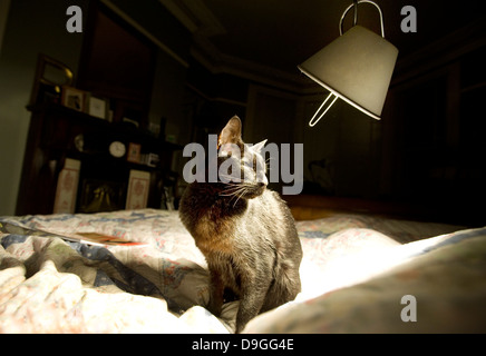 Ältere Katze sitzt auf einem Bett, oben beleuchtet durch eine Leselampe. Stockfoto