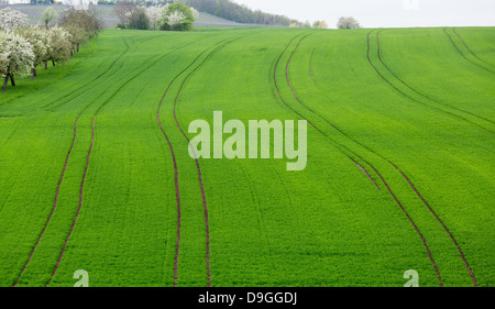 Muster der Reihen von Reben im Weinberg Deutschlands Castell oberhalb der alten Apfelgarten gepflügten Felder der landwirtschaftlichen Flächen in Bayern Stockfoto