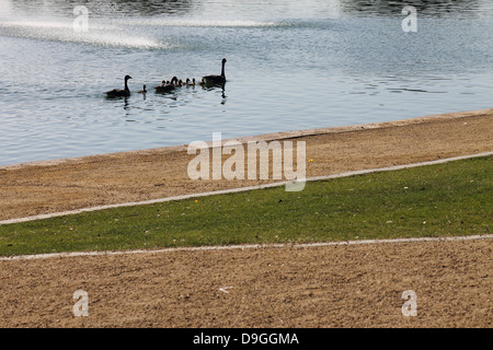 Baby-Enten schwimmen mit ihren Eltern in einem schönen Park. Stockfoto