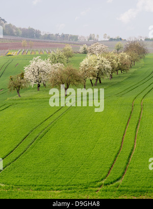 Muster der Reihen von Reben im Weinberg Deutschlands Castell oberhalb der alten Apfelgarten gepflügten Felder der landwirtschaftlichen Flächen in Bayern Stockfoto