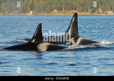 Ein gutes Beispiel, um die Unterschiede in der Form der Rückenflosse und im Bereich des Sattelfleckes aufzuzeigen, mit dem einzelne Killerwale identifiziert werden können Stockfoto