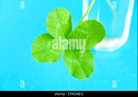 Vierblättrigen Klee Stockfoto