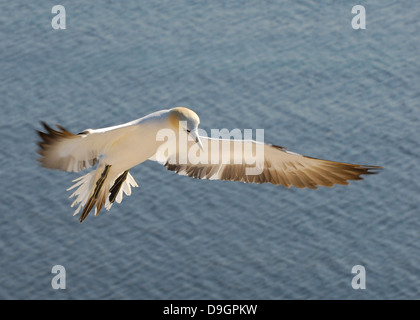 Basstölpel aus Helgoland, Deutschland Stockfoto