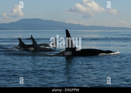 eine Familiengruppe von Schwertwalen reist durch Haro Strait (WA, USA) Stockfoto