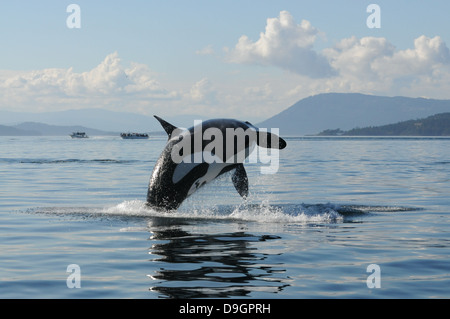 eine weibliche Killerwal Verstöße mit Whale watching Boote im Hintergrund Stockfoto