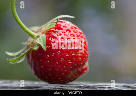 Saftige Reife Erdbeere auf ein Stück Schiefer mit einem Nebel von blauen Vergissmeinnicht im Hintergrund Stockfoto