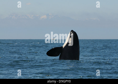 ein Killerwal-Spyhops einen Blick auf seine Umgebung mit den Olympic Mountains im Hintergrund Stockfoto