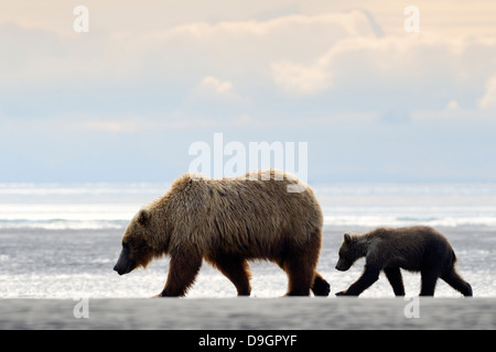 Grizzly Bär Mutter mit jungen zu Fuß am Strand Stockfoto