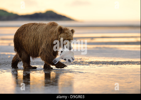 Grizzly Bear walking mit gefangenen Fisch im Mund Stockfoto