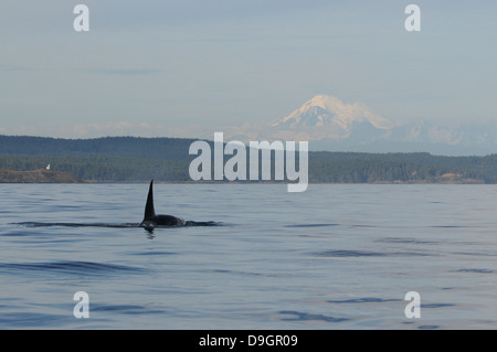 ein männlicher Schwertwal in der Nähe von Kalkofen Leuchtturm mit Mount Baker im Hintergrund Stockfoto