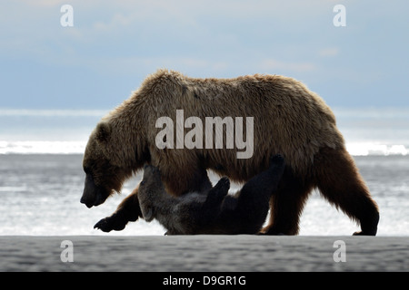 Mutter Grizzly Bear mit jungen am Strand spielen. Stockfoto