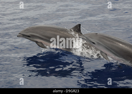 Frasers Delfine auf den Malediven Stockfoto