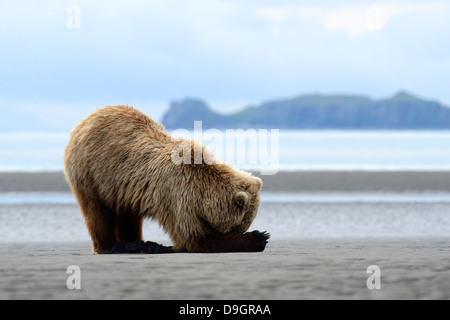 Grizzly Bear Fütterung auf Klemmen Stockfoto