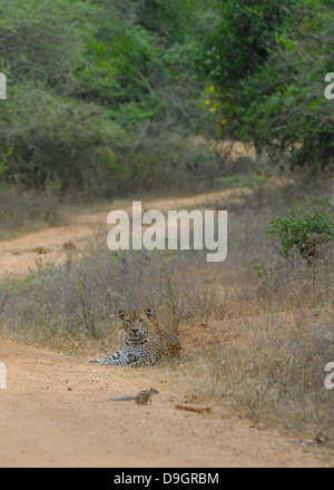 Sri Lanka-Leopard mit kühnen Palm Eichhörnchen in Yala Nationalpark in Sri Lanka Stockfoto