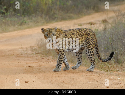 Sri Lankan Leoparden im Yala National Park Stockfoto