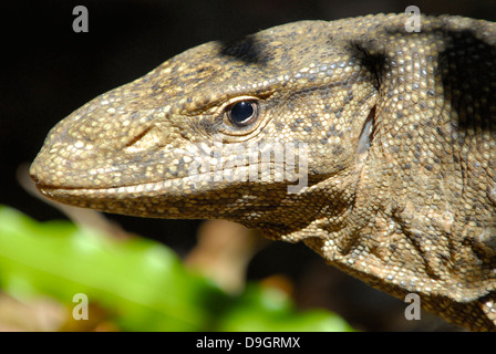 Land-Waran in Yala Nationalpark in Sri Lanka Stockfoto