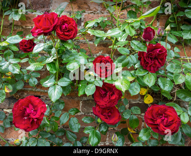 Rambler-Kletterrosen Kletterer rote Rose Stockfoto