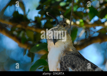 Crested Hawk-Adler oder veränderbar Hawk-Adler in Yala Nationalpark in Sri Lanka Stockfoto