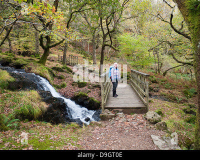 Ein Spaziergänger im Wald an der unteren Mittellauf des Snowdon Watkin Pfad in Nant Gwynant in der Nähe von Bethanien Stockfoto