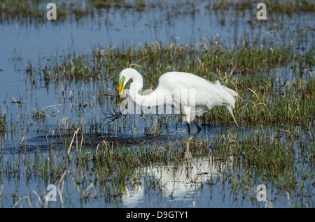 Silberreiher, (Ardea Alba), Jagd auf Bosque del Apache National Wildlife Refuge, Socorro co., New Mexico, USA. Stockfoto