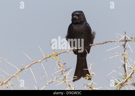 Trauerdrongo, Gabel-tailed Drongo Dicrurus adsimilis Stockfoto