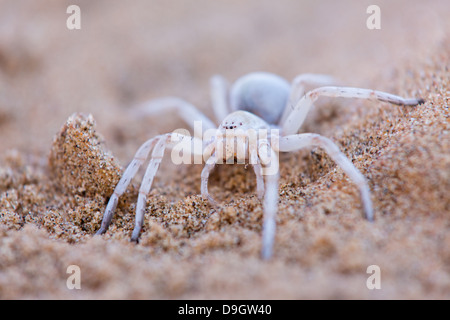 Leucorchestris Interpretation, tanzen White Lady Spinne, Afrika Stockfoto