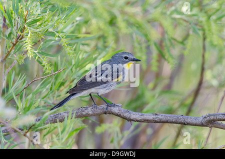 (Audubons Sorte) Gelb-Psephotus Warbler, (Setophaga Coronata), Bosque del Apache National Wildlife Refuge, New Mexico, USA. Stockfoto