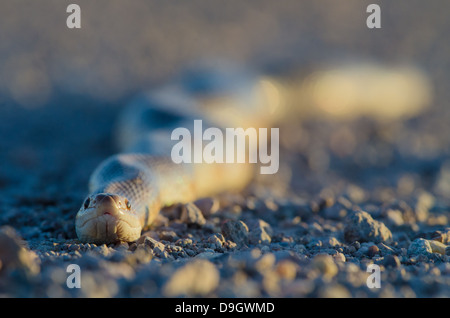 Gemalte Wüste glänzende Schlange, (Arizona Elegans Philipi), Bosque del Apache National Wildlife refuge, co. Socorro, New Mexico, USA Stockfoto