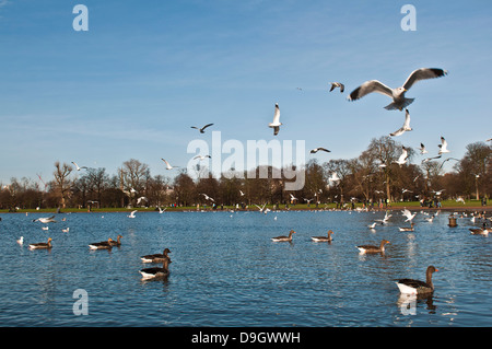 wunderschöne Szene mit Enten und Möwen am runden Teich in den Kensington Gardens in London, England Stockfoto