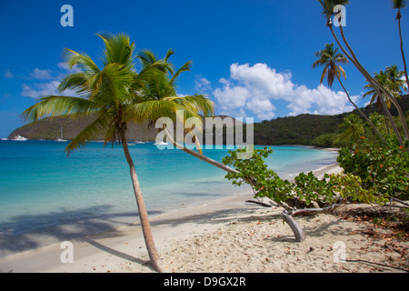 Palmen am Maho Bay Beach auf der Karibik Insel St. John in den US Virgin Islands Stockfoto