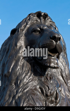 Löwen an der Basis der Nelsonsäule am Trafalgar Square in London, England (vor blauem Himmel) Stockfoto