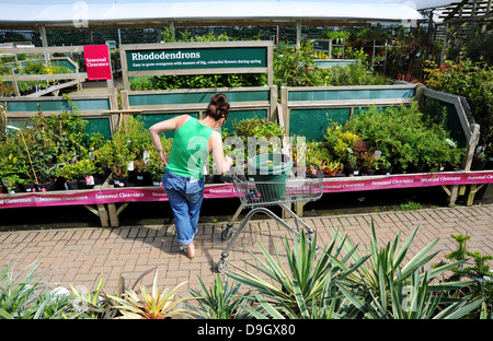 Frau in einem Wyevale Garten Blick auf Rhododendron Pflanzen UK einkaufen Stockfoto