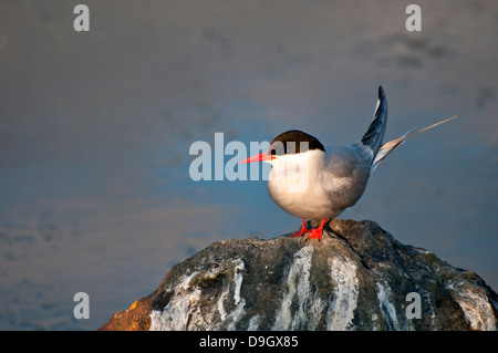 Küstenseeschwalbe auf Felsen Stockfoto