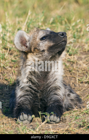 Hyäne Cub close-up, Masai Mara, Kenia Stockfoto