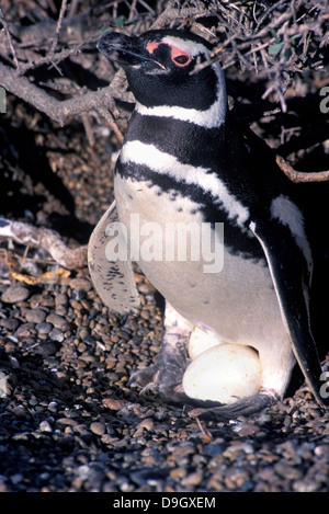 Eine Exemplar von Magellanic Penguin kümmert sich um das Nest mit Eiern sind Stockfoto