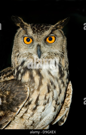 Eurasische Adler-Eule-Porträt Stockfoto