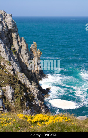 gelbe gemeinsame Ginster über dem Meer am Punkt Penhir, Frankreich Stockfoto