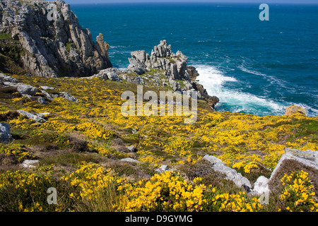 gelbe gemeinsame Ginster über dem Meer am Punkt Penhir, Frankreich Stockfoto