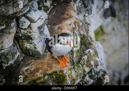 Ein einsamer Papageitaucher (Fratercula Arctica) sitzt auf einer Felswand in Bempton Cliffs. Stockfoto
