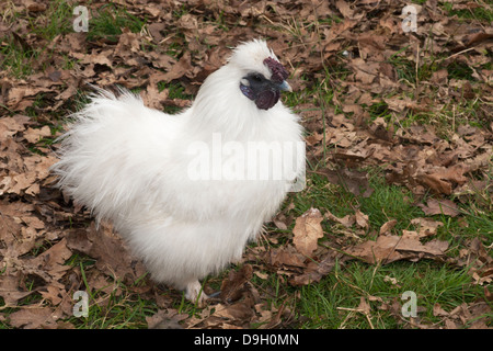 Silkie Bantam Hahn (Gallus gallus domesticus), in Herefordshire, England, Großbritannien Stockfoto