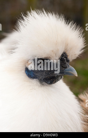 Silkie Bantam hen (Gallus gallus domesticus) in Herefordshire, England, Großbritannien Stockfoto