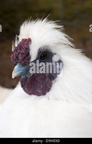 Der Hahn von Silkie Bantam (Gallus gallus domesticus) ist aus nächster Nähe in Herefordshire, England, Großbritannien, zu sehen Stockfoto