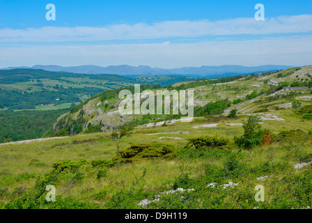 Die Kalksteinlandschaft des Whitbarrow Narbe, Cumbria, England UK Stockfoto