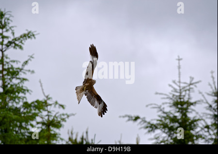 Eine Luft Rotmilan (Milvus Milvus) Banken ein Raptor Raubvogel über Bäume am Bwlch Nant Yr Arian in Ceredigion, Westwales. Stockfoto